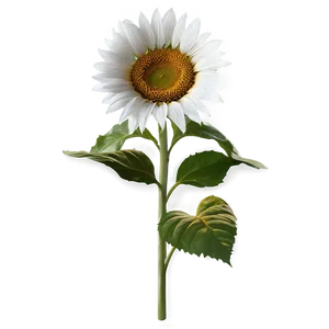 Single Sunflower Transparent Png Bwo PNG Image