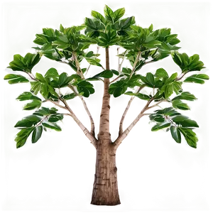 Single Tree Top View Png Shj31 PNG Image