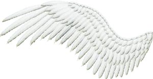 Single White Angel Wing PNG Image