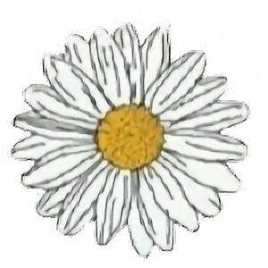 Single White Daisy Flower Graphic PNG Image