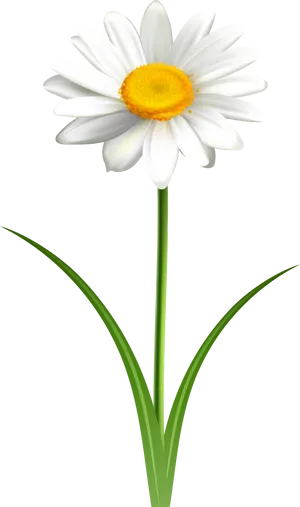 Single White Daisy Graphic PNG Image