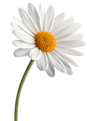 Single White Daisy Gray Background.png PNG Image