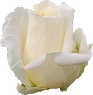 Single White Rose Petal Texture PNG Image