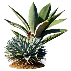 Sisal Agave Plant Png Xcv43 PNG Image