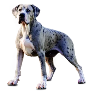 Sitting Great Dane Png 19 PNG Image