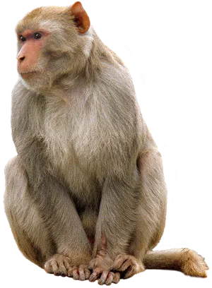 Sitting Monkey Portrait PNG Image