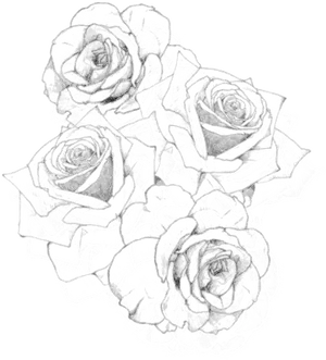 Sketch Style Rose Tattoo Design PNG Image