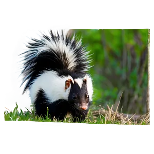 Skunk In Nature Png Rqv73 PNG Image