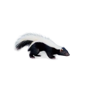 Skunk Profile Picture Png Fdi PNG Image