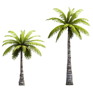 Sky-high Palm Tree Png Wtl14 PNG Image