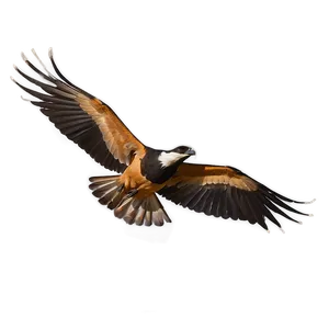 Skyward Bird Flight Png Dhw PNG Image