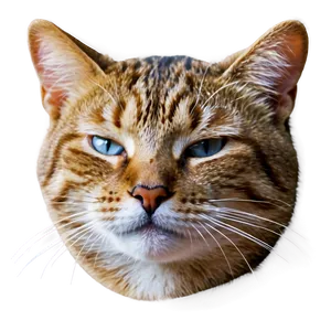 Sleeping Cat Face Png Isf PNG Image