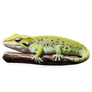 Sleeping Gecko Png Iwg3 PNG Image