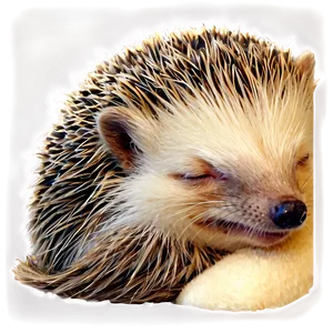 Sleeping Hedgehog PNG 28 PNG