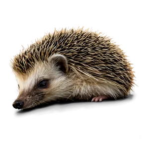 Sleeping Hedgehog PNG 91 PNG