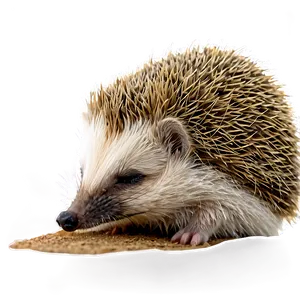 Sleeping Hedgehog Png Vdl69 PNG Image