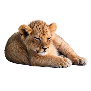 Sleeping Lion Cub PNG 9 PNG