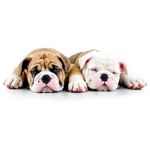 Sleepy Bulldog Puppies Png Ijv PNG Image