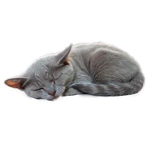 Sleepy Grey Cat Png Srl PNG Image