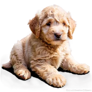 Sleepy Labradoodle Puppy Png Jom PNG Image