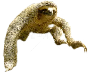 Sloth Climbing Transparent Background PNG Image