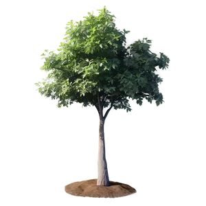 Small Deciduous Tree Png Vgi PNG Image