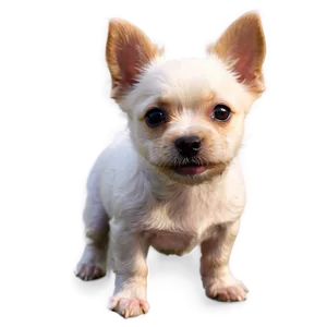 Small Dogs Png 56 PNG Image