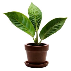 Small Plant C PNG Image