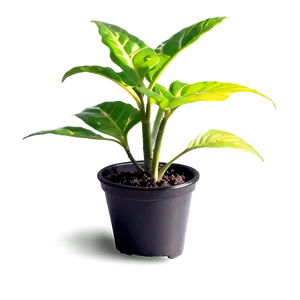 Small Plant In Bright Light Png 88 PNG Image