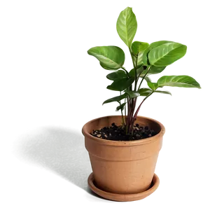 Small Plant In Bright Light Png Tem83 PNG Image