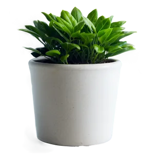 Small Plant In Bright Light Png Xli PNG Image