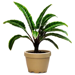 Small Plant In Natural Light Png 28 PNG Image