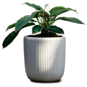 Small Plant In White Pot Png 96 PNG Image