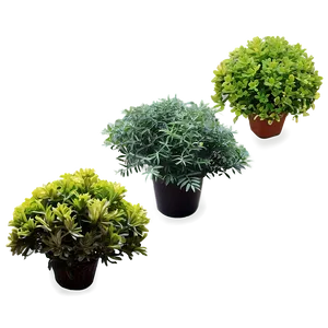 Small Shrubs Png Bnp12 PNG Image