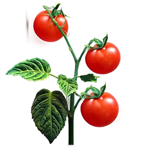 Small Tomato Plant Png 06212024 PNG Image