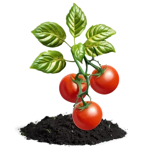 Small Tomato Plant Png Ltg32 PNG Image