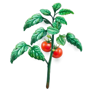 Small Tomato Plant Png Rpk PNG Image