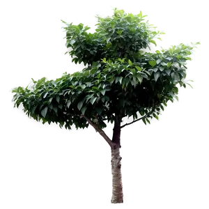 Small Tree With Leaves Png 06132024 PNG Image