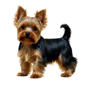 Small Yorkie Png 06242024 PNG Image