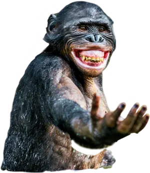 Smiling Chimpanzee Transparent Background PNG Image