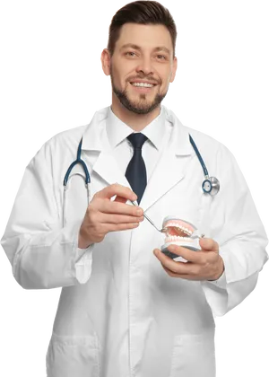 Smiling Dentist Holding Dental Modeland Tools PNG Image