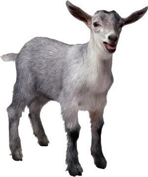 Smiling Goat Isolatedon Black PNG Image