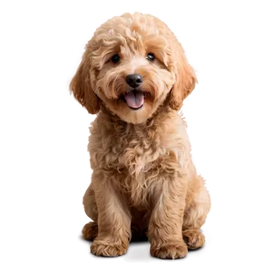 Smiling Goldendoodle Png 17 PNG Image