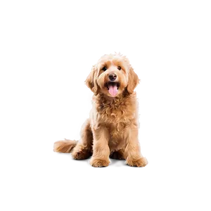 Smiling Goldendoodle Png 69 PNG Image