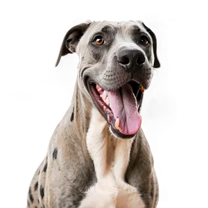 Smiling Great Dane Png Aay PNG Image