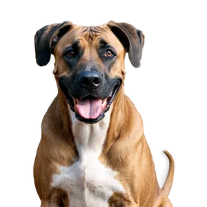 Smiling Great Dane Png Wsi PNG Image