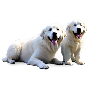 Smiling Great Pyrenees Png Bvk49 PNG Image