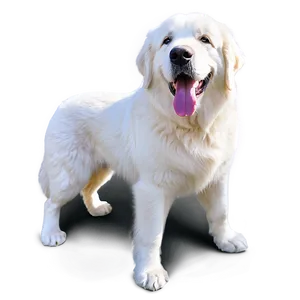 Smiling Great Pyrenees Png Yph PNG Image