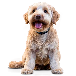 Smiling Labradoodle Dog Png 06262024 PNG Image