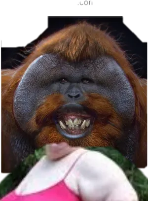 Smiling Orangutan Portrait PNG Image